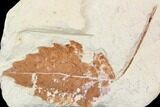 Miocene Fossil Leaf (Populus) - Augsburg, Germany #139148-1